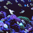珊瑚礁海洋世界