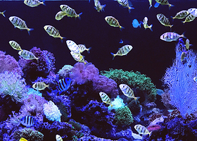 珊瑚礁海洋世界