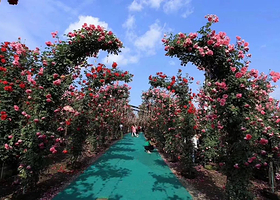 禾家欢玫瑰天堂