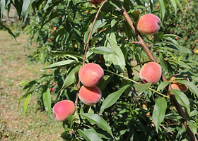 罗家坝黄桃基地