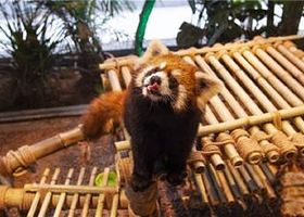 萌可萌可室内动物主题公园