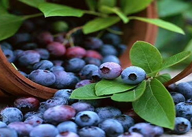 爵隐蓝莓采摘基地