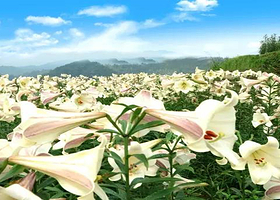 湖南千户农业百合园