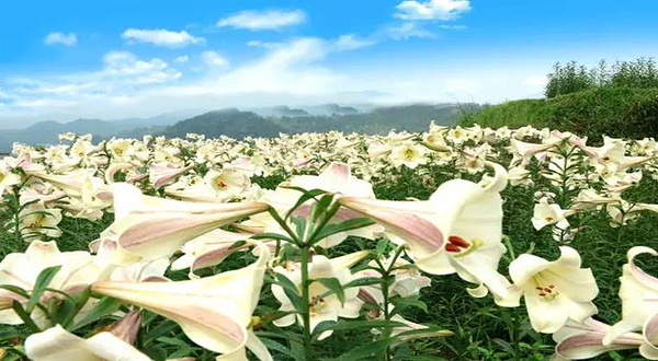 湖南千户农业百合园