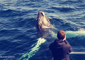 黄金海岸赏鲸