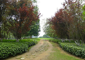 马草江生态公园