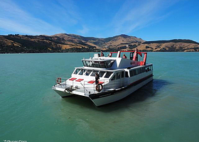 黑猫号游艇观海豚