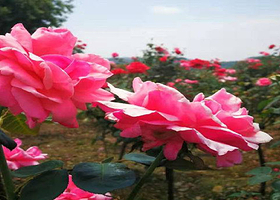 九江德安老山湾