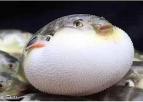 达尔文萌宠乐园