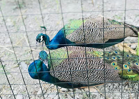 成都森林奇境亲子乐园