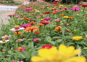 夫之河畔生态园