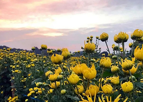 幕冲金丝皇菊基地