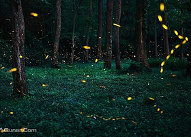 薄荷岛观萤火虫