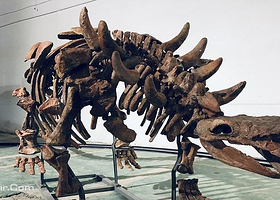 巨龙惊现—恐龙化石展深圳站