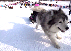 天津宠物冰雪嘉年华
