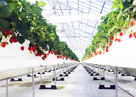 冲绳美丽草莓园南城园