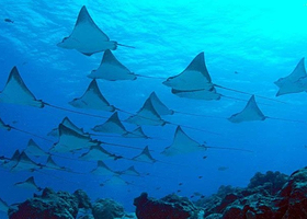 魔鬼鱼浮潜点-MANTA POINT