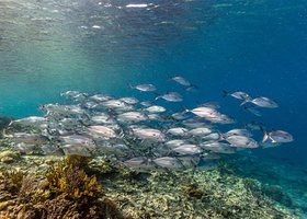 萌桔丽德-MENJERITE