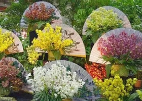 花开盛世·大美合肥春节牡丹花展