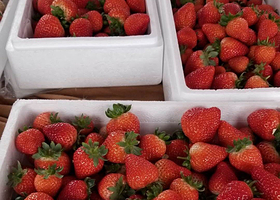 都市农业观光园