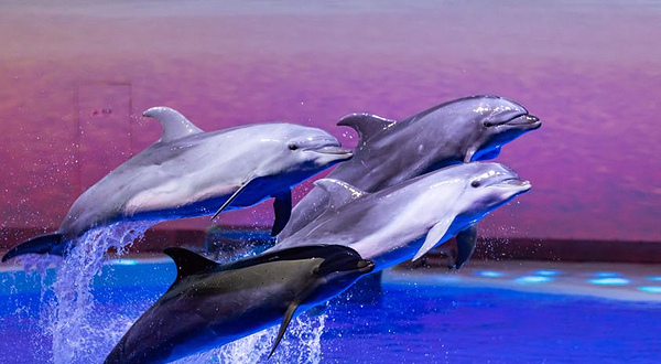 海豚剧场《海豚奇缘》