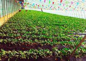 吉林省“坤圣园”生态采摘园