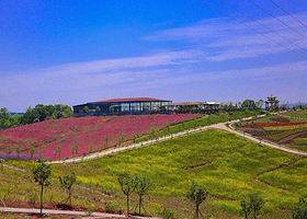 汨罗西长四季花海