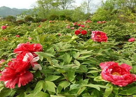 绥阳牡丹园
