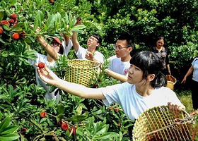 山里院农业观光园杨梅采摘