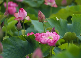 保山月荷湿地公园