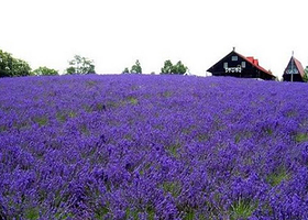 薰衣草世界