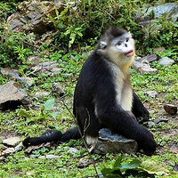 滇金丝猴国家公园