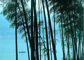 金华国际山茶物种园