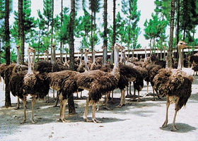 乳源鸵鸟养殖场