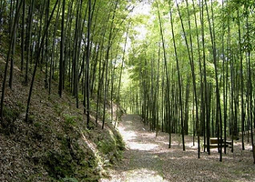 楠竹山森林公园