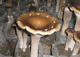 中国菇菌博物馆