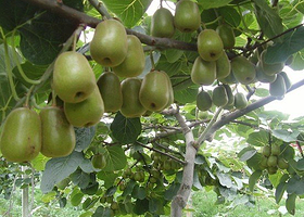 庭院猕猴桃采摘区