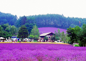 幸福源薰衣草花田旅游区