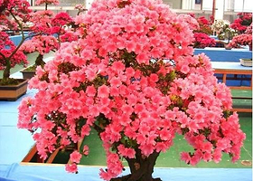 中国中部花木城