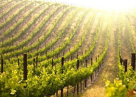 兵团十二师221团葡萄凰果业