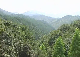 崇阳桂花森林公园