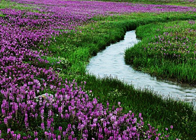 新疆熏衣草基地