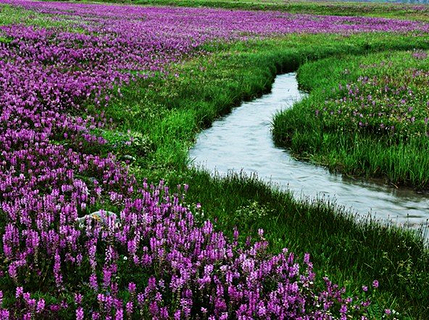 【2013新疆熏衣草基地旅游】新疆熏衣草基地旅游景点大全，新疆熏衣草基地旅游玩法攻略-去哪儿网度假频道