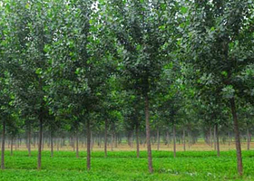 平原森林生态区