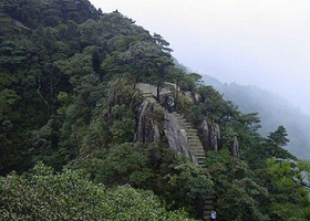 通天箩原始森林