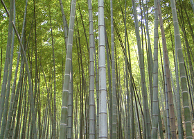 裕安区竹海景区