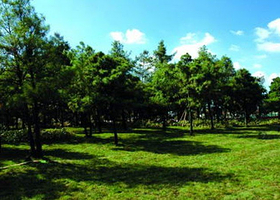 官渡石虎关森林公园