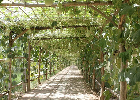 永登星河种植园