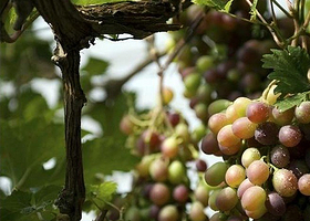 农业科技示范园