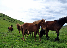 黄安坝高山牧场旅游度假区